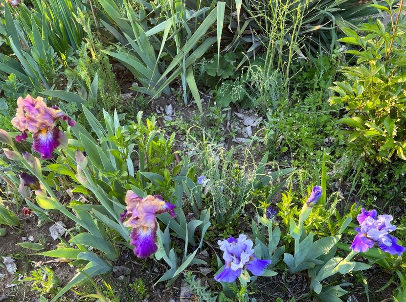 14082002-C487-47B7-B640-8C7DA845B673 - IRISI 2021 22