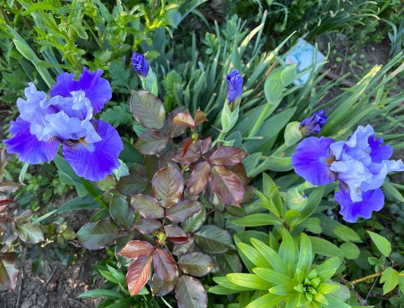 63CB250D-68EF-4D0D-9174-B11CE9E16E92 - IRISI 2021 22