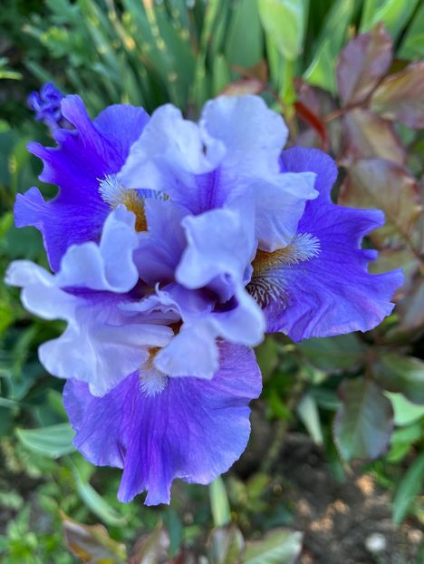 B86A12DC-9283-4D08-ADF7-721EBF97EBA3 - IRISI 2021 22