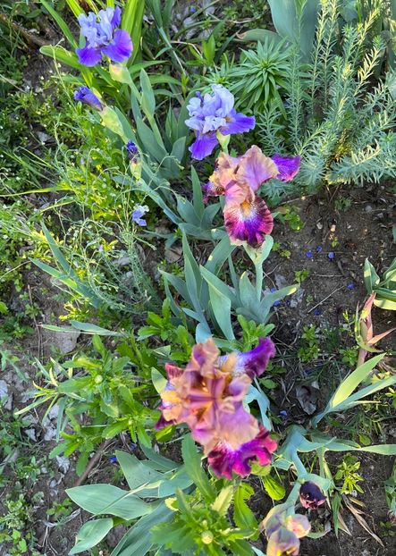 381A1B1B-3CA8-4ADC-91B9-9F4826525281 - IRISI 2021 22