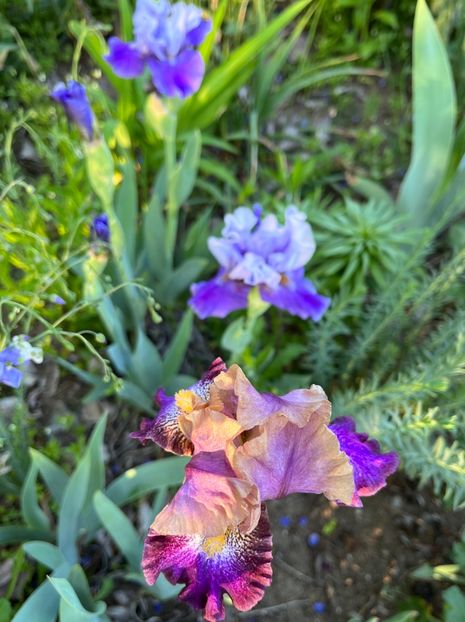 1A64C92A-55F7-49A8-90AC-4F9D18FE5E65 - IRISI 2021 22