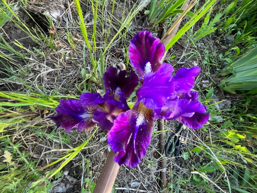 32A498AE-9331-42DE-8C34-35BF07A2CE27 - IRISI 2021 22