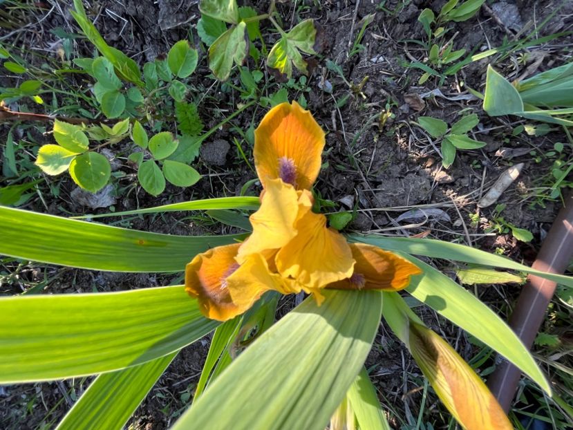 Gypsy boy - IRISI 2021 22