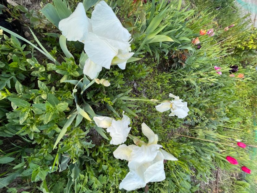 242F436C-BF25-4228-8061-1F3288ECCC3F - IRISI 2021 22