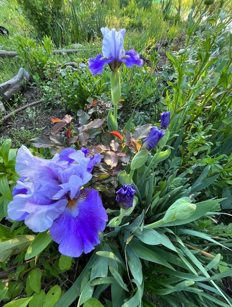 C42558AA-8FDD-4F97-B8A4-86240042DAE0 - IRISI 2021 22