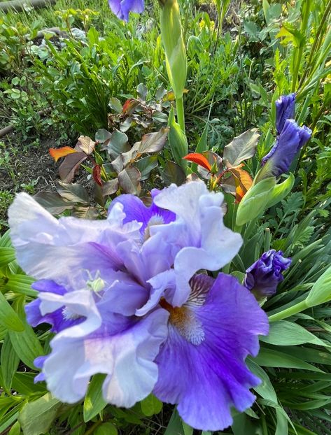 385F516E-5F50-4DF8-A2D1-738E5BBA322F - IRISI 2021 22