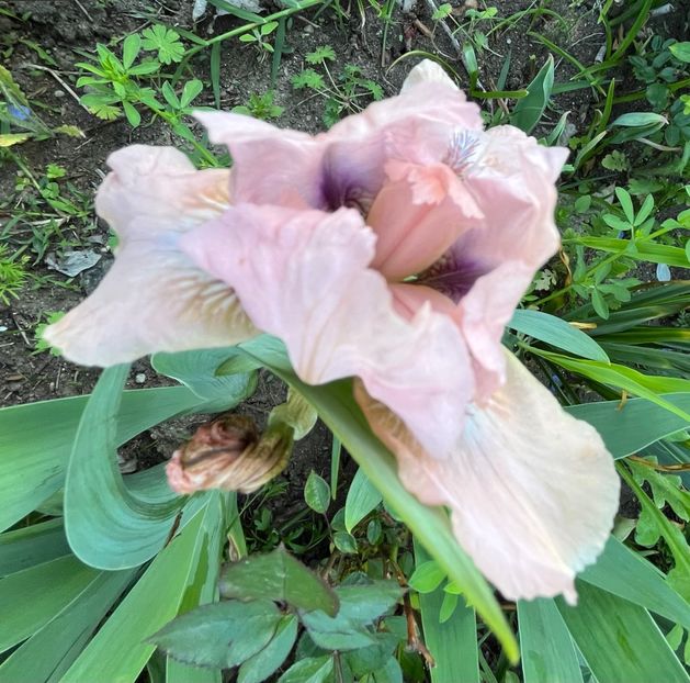 5092242B-FF8A-49C1-8135-080734A752DE - IRISI 2021 22