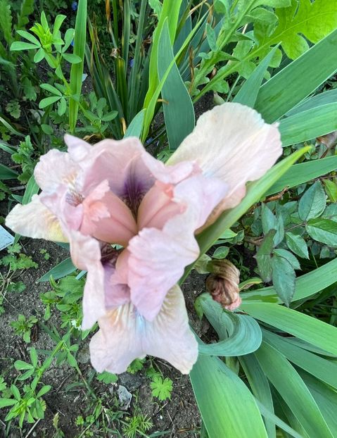 4B7D1D47-C756-4AC9-B50D-3B8A50CC2A3C - IRISI 2021 22