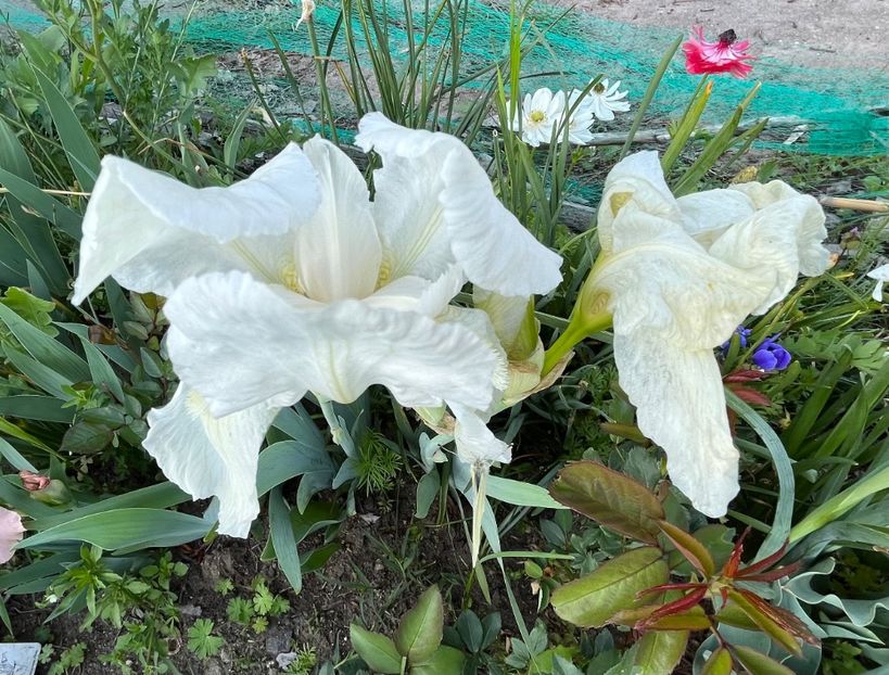 5AC6900B-80D5-4695-B655-6FDD2B458E86 - IRISI 2021 22