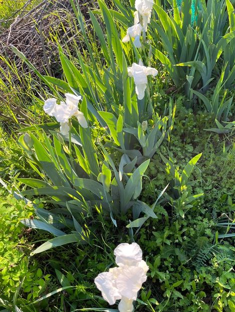 88FFFDB6-8CCF-424E-A5A8-29BC0DC539FD - IRISI 2021 22