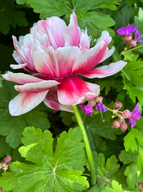 3E6BA14A-EA77-4569-B028-87F849F897E7 - Lalele 22 23