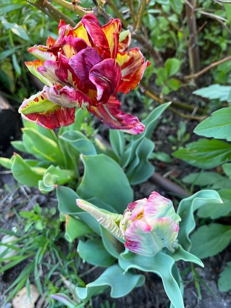 3BBB2A39-EBF4-48C8-BE29-1BF17C573196 - Lalele 22 23