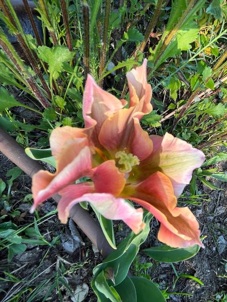 2ACA3CC6-2CE9-43FC-8F9F-ECA713DB91A4 - Lalele 22 23