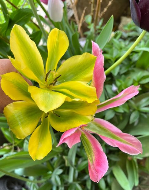 95A9BC69-064A-49E1-9EE9-EECB73387C6B - Lalele 22 23