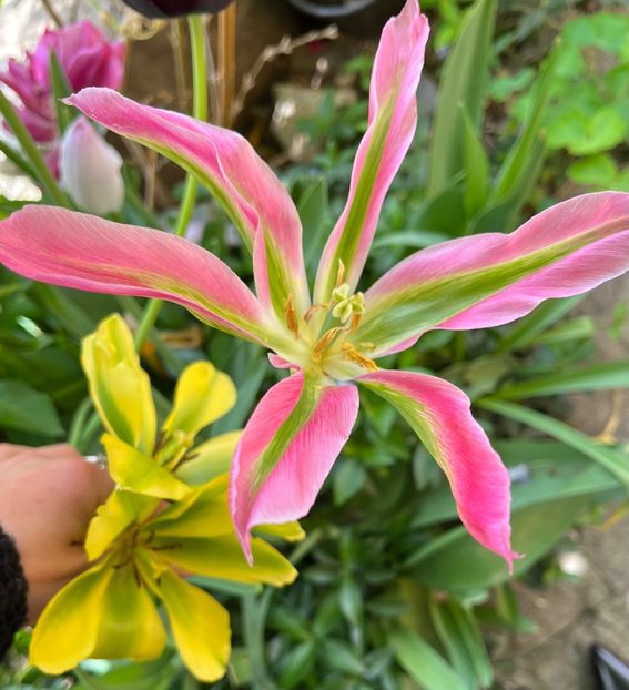 EDE15F78-B8D3-4020-9B1B-07668305C2E2 - Lalele 22 23