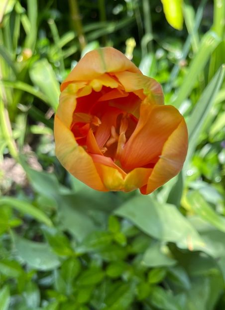 2232D5CC-6078-4929-9049-6757599F6EE7 - Lalele 22 23