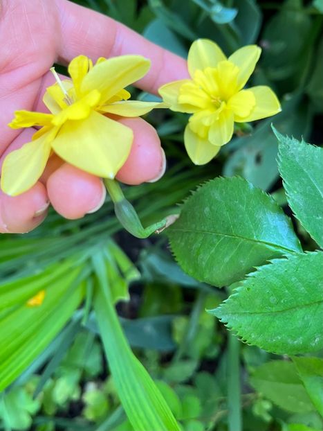 Multecapete tripartite - Narcise 2021 2022