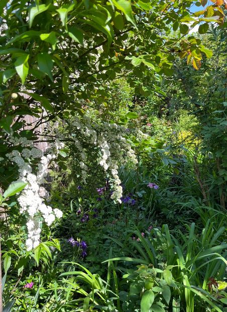 DD953752-EB0F-43D7-A6C6-8FC71EFBA635 - Arbuști 2021-2023