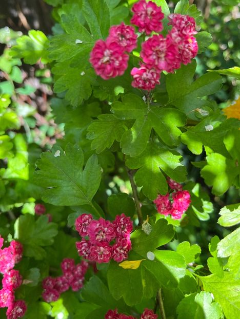 2FBC9EAB-0949-4DE9-91C6-54F0DE6BD545 - Arbuști 2021-2023