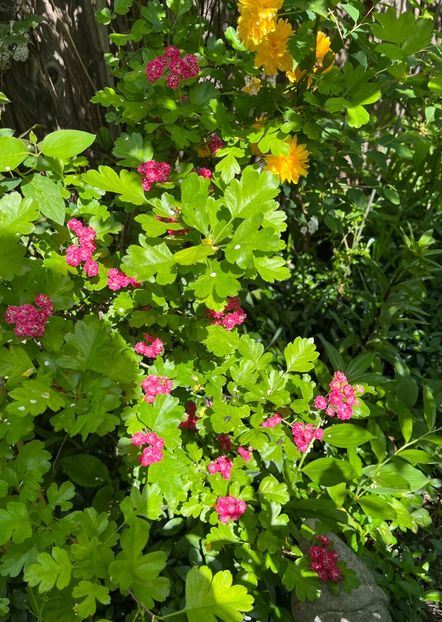 01E67724-3411-46DA-A26E-28B884282396 - Arbuști 2021-2023