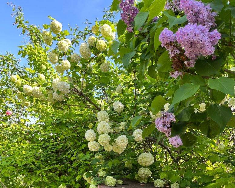 6121530D-E715-431D-90A3-5C2224FC4DD6 - Arbuști 2021-2023