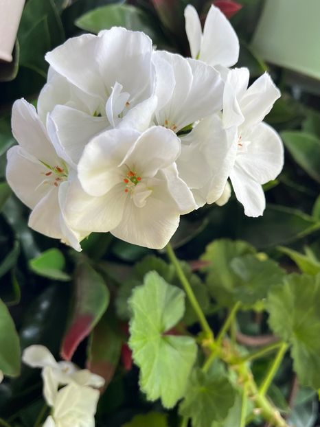 AF68A010-27CE-46E9-BD5A-87A569739E0D - Muscate 2021 22