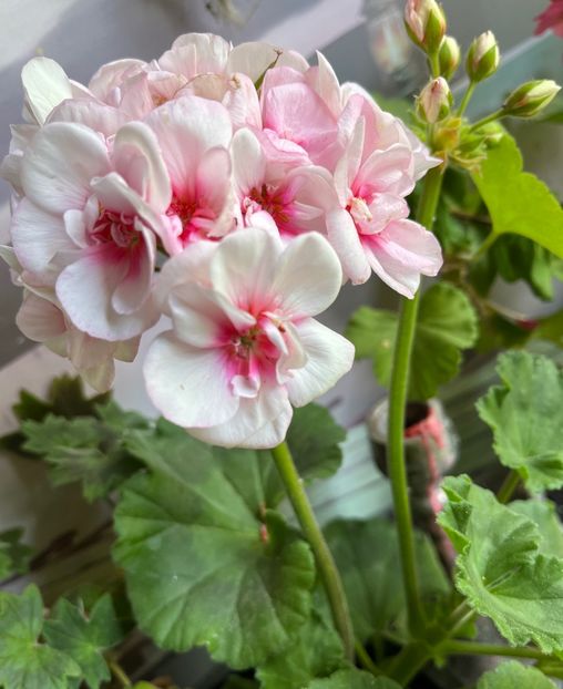 7EF82749-C0C3-4A72-9A14-C759622CACCA - Muscate 2021 22