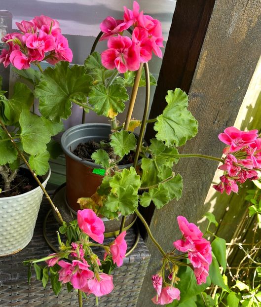 5C1EBA66-2485-4DFF-B95A-999DC407FBB3 - Muscate 2021 22