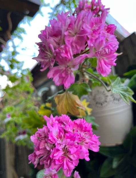 5D07999E-8FC7-4210-89FD-480540671D78 - Muscate 2021 22