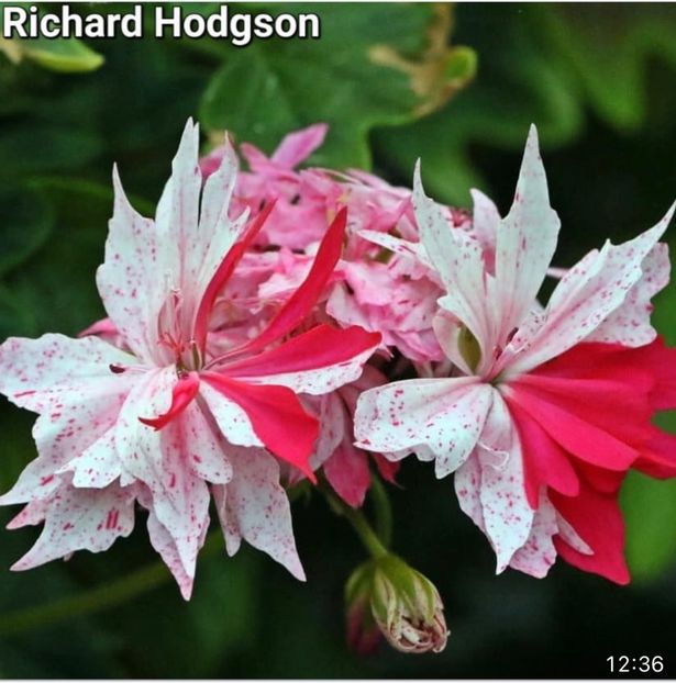 C25AABB9-046B-4349-A514-F404175511FF - Muscate 2021 22