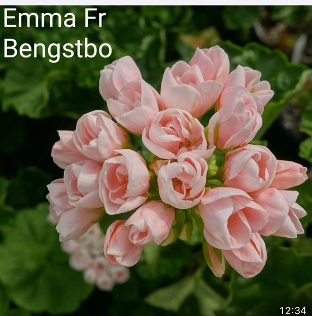 389C6015-3CE0-41D6-9799-5F0EA6AF7E65 - Muscate 2021 22