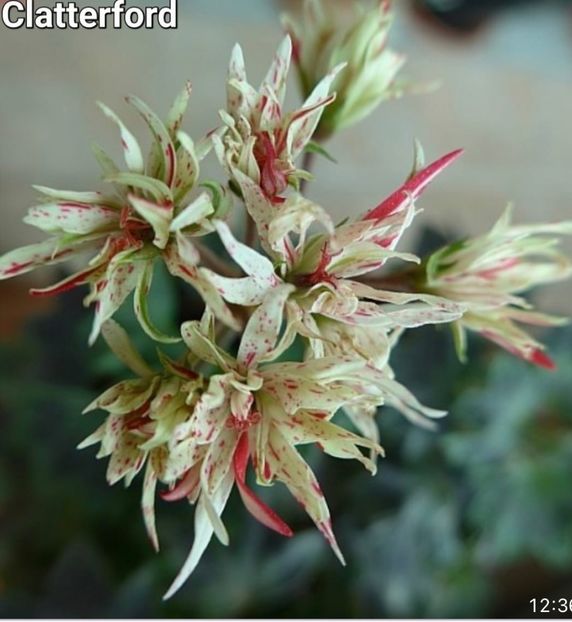 D587BD92-AA1C-4807-B0CB-DDC710B40F52 - Muscate 2021 22