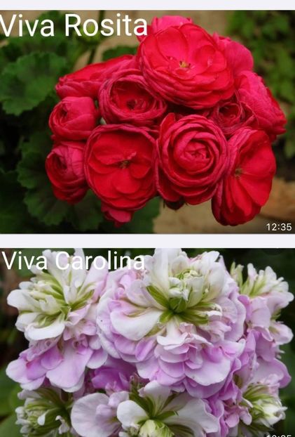 29807AF9-1167-4727-B230-350728293D35 - Muscate 2021 22