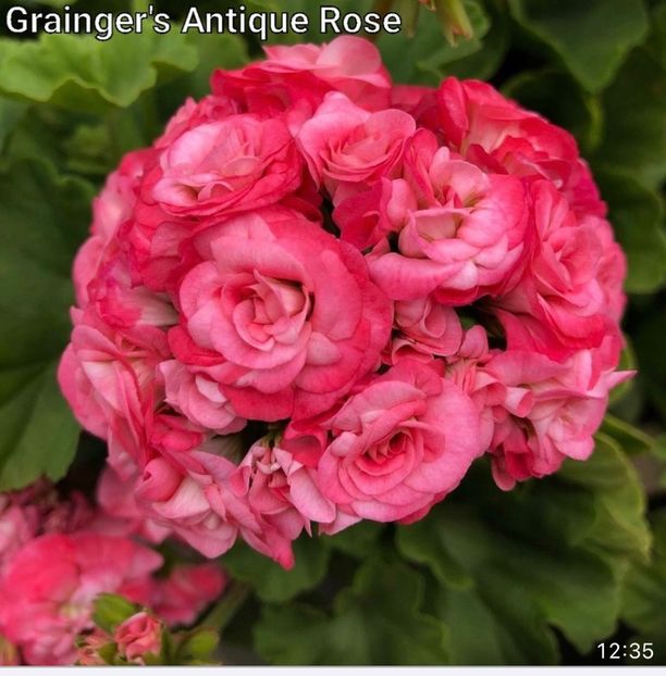 9F5C7377-8D46-4E54-B239-97CF5AF7ABC9 - Muscate 2021 22