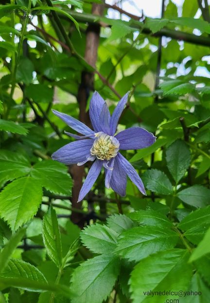 Clematis Alpina - Clematis Alpina