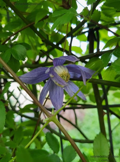 Clematis Alpina - Clematis Alpina