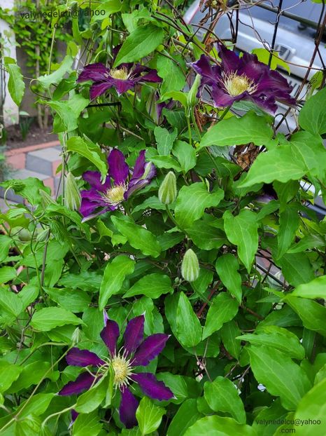 Clematis Julka - Clematis Julka