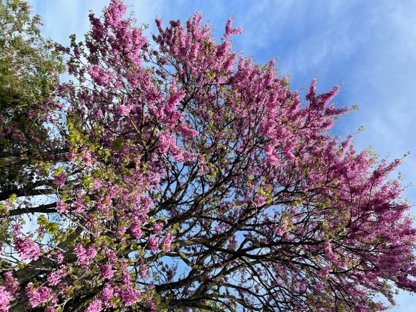 92F09028-1E1A-4DCD-A704-B12AA27BA944 - ARBORII IN FLOARE