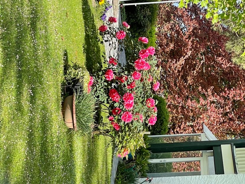 F1CC1ED0-7952-47C8-BF9B-5609B4106761 - ARBORII IN FLOARE