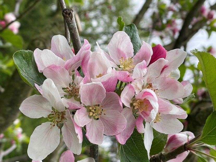 3B8CD05E-723C-4ABE-9CFB-CB954A81F9B4 - ARBORII IN FLOARE