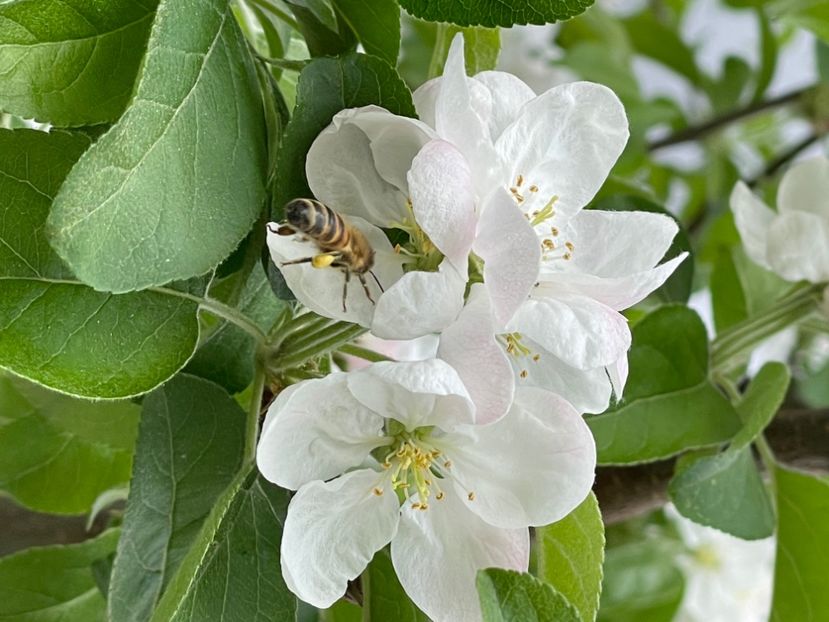 FBBB39F3-7B37-4B0A-8D16-49A16AF873AF - ARBORII IN FLOARE