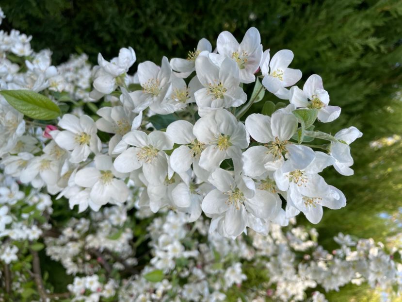 A4902E90-FA17-4170-B229-9624D20301F8 - ARBORII IN FLOARE