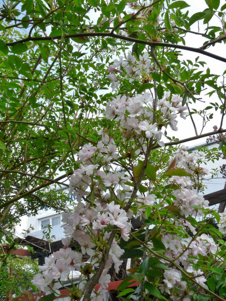  - 2022 - 01 - Primavara