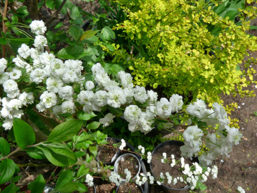  - 2022 - 01 - Primavara