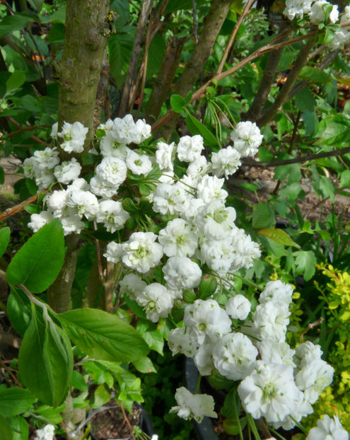  - 2022 - 01 - Primavara