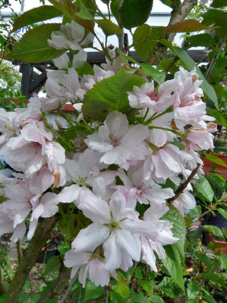  - 2022 - 01 - Primavara