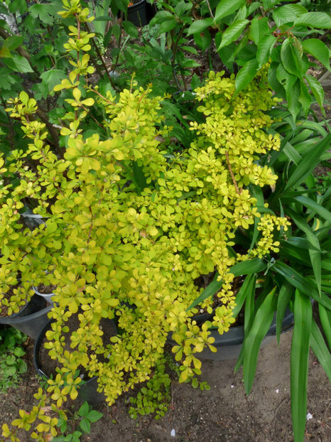  - 2022 - 01 - Primavara