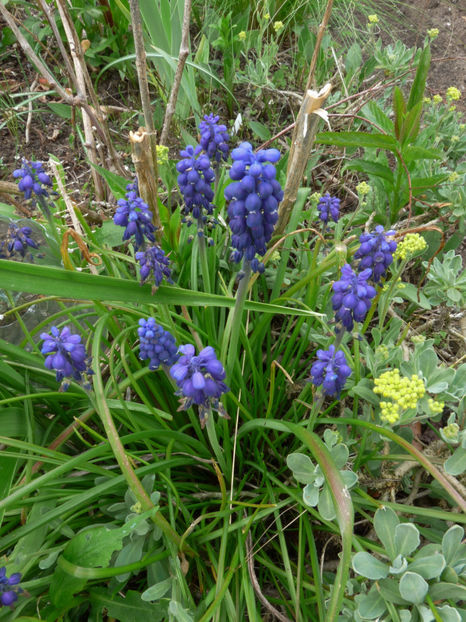  - 2022 - 01 - Primavara