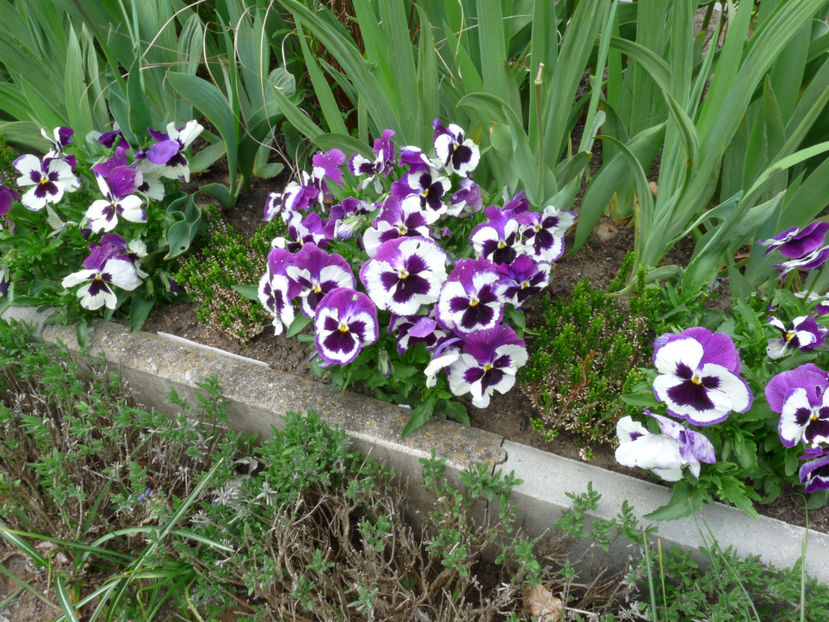  - 2022 - 01 - Primavara