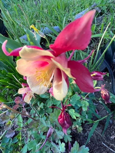 E2DFB57B-9EBA-418C-8FEF-CD3B7CCAAEA6 - Caldaruse 2020-2023